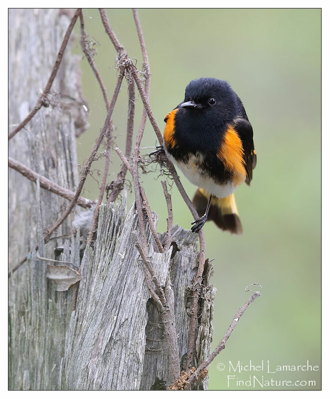 American Redstart