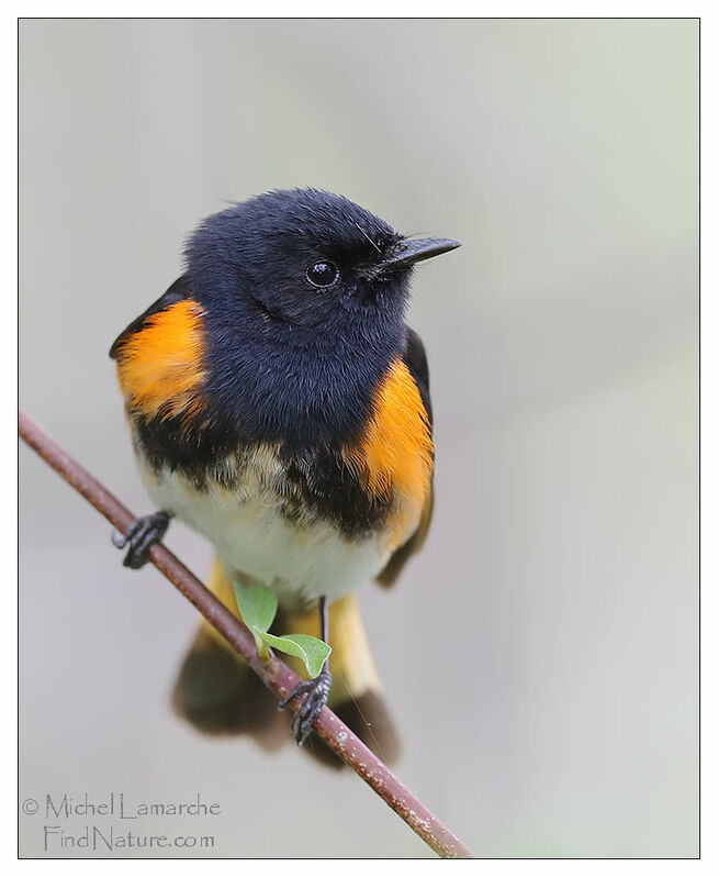 American Redstart