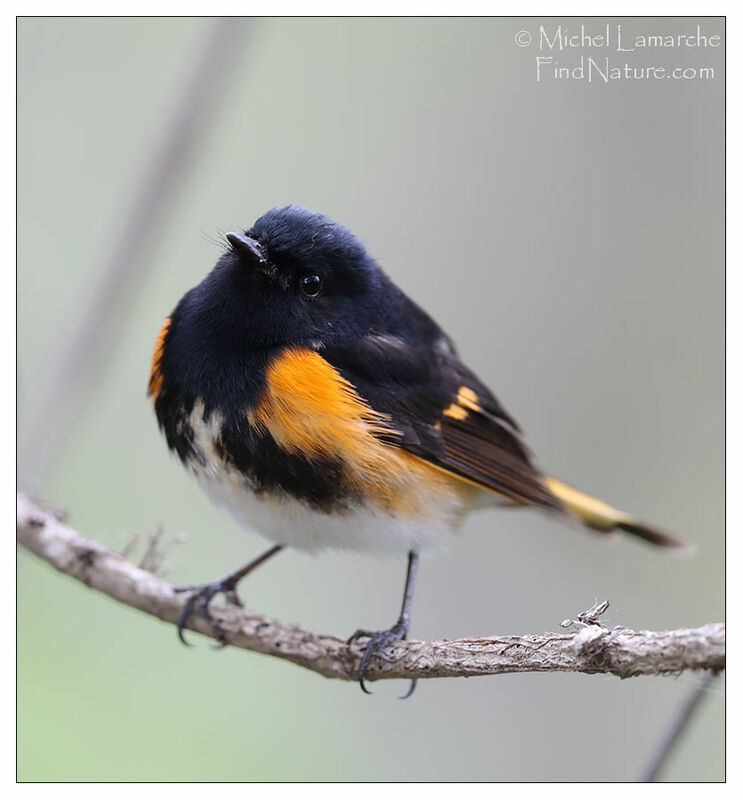 American Redstart