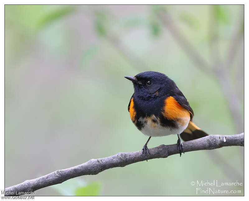 American Redstartadult breeding, close-up portrait