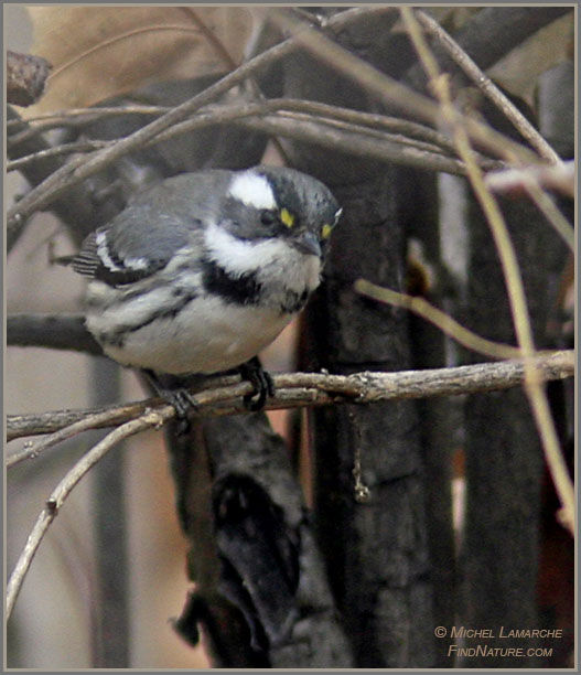 Black-throated Grey Warbler