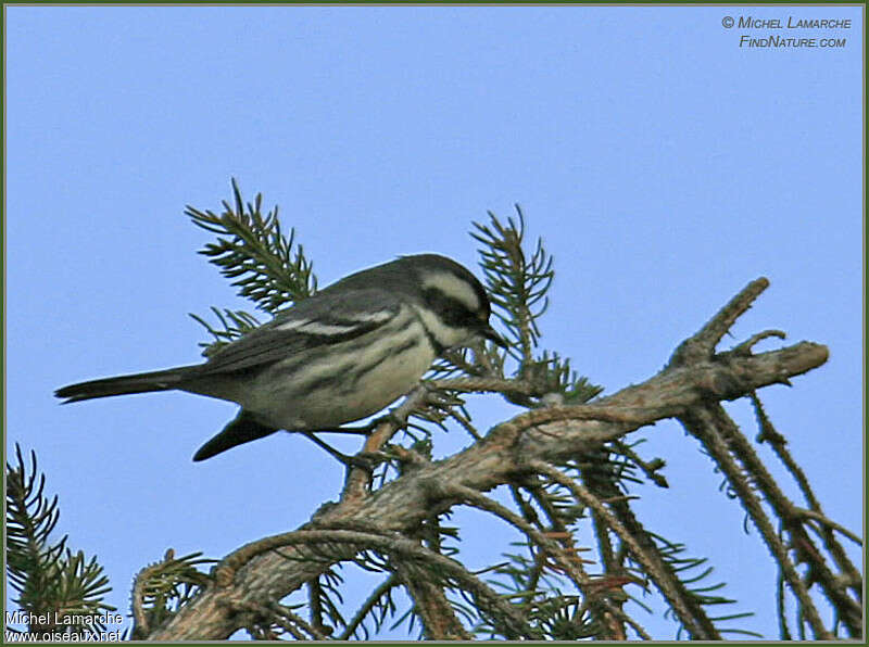 Paruline grise femelle adulte, identification