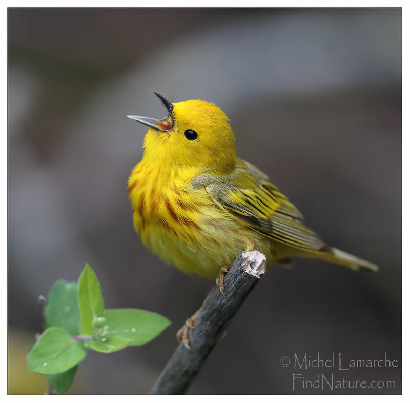 American Yellow Warbler