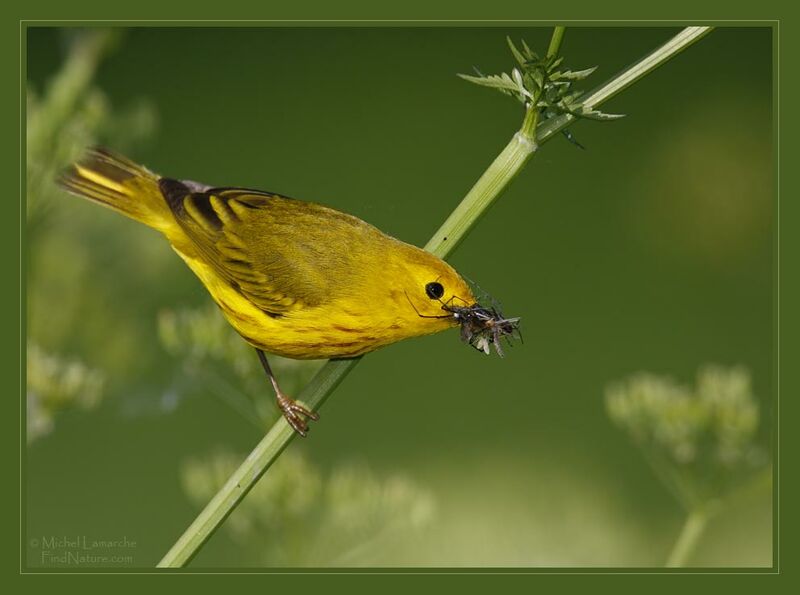 American Yellow Warbler male adult breeding, feeding habits, Reproduction-nesting