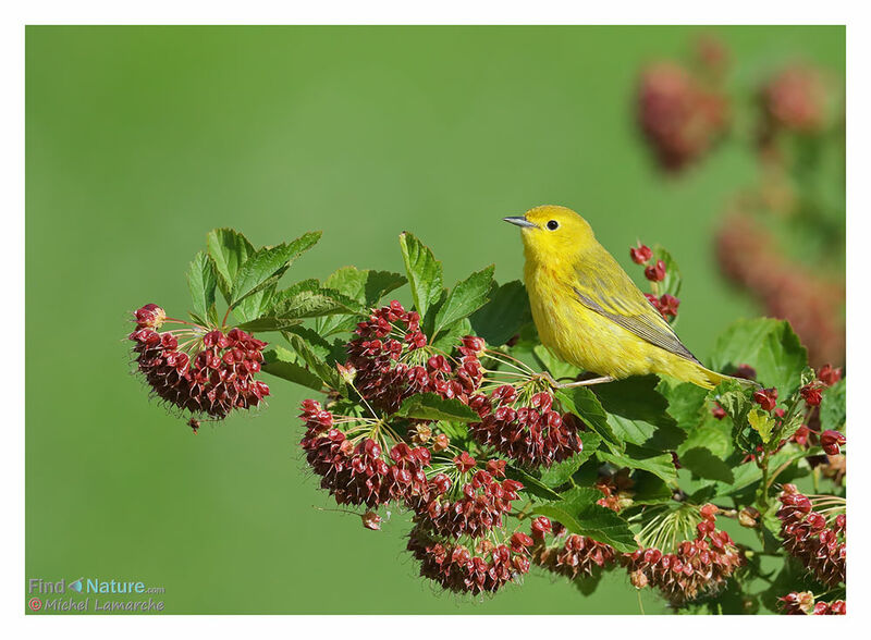 American Yellow Warbler female adult, habitat, pigmentation