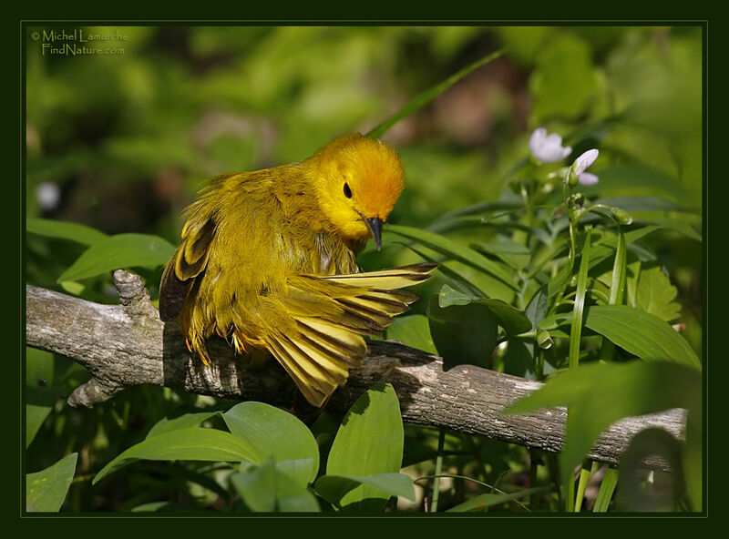 American Yellow Warbler