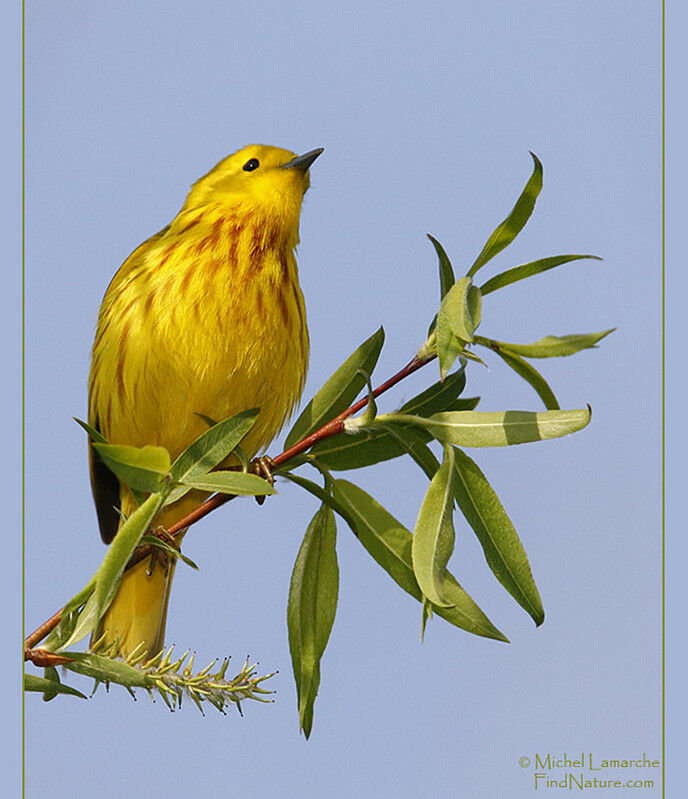 Paruline jaune mâle adulte