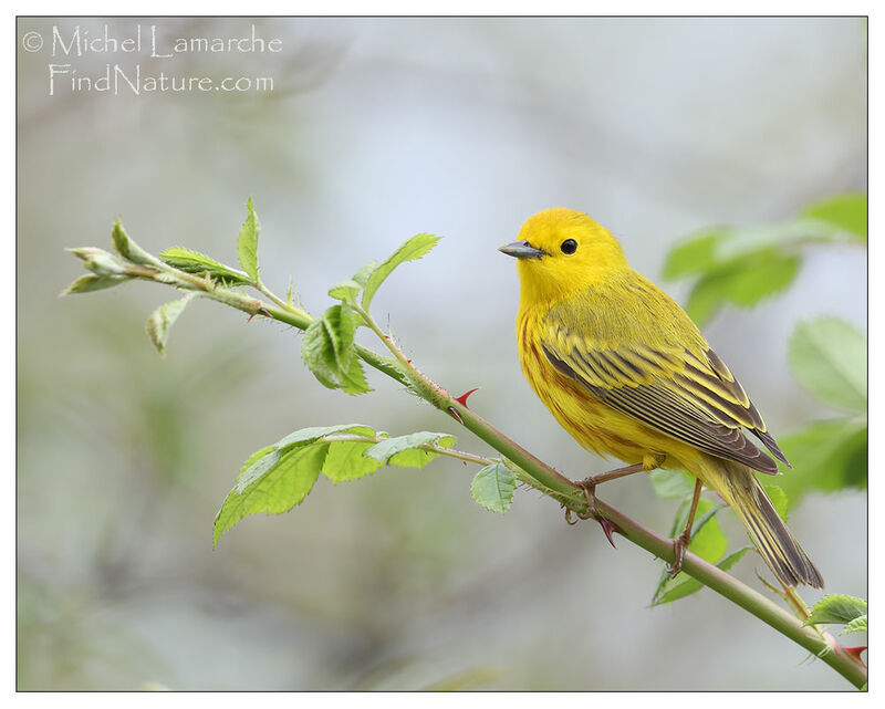 American Yellow Warbler