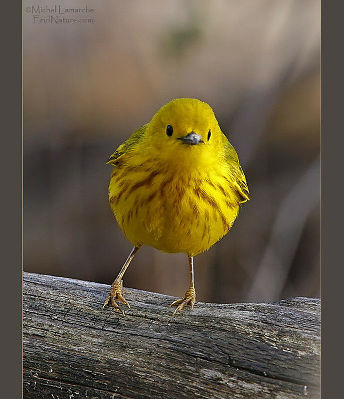 American Yellow Warbler male adult