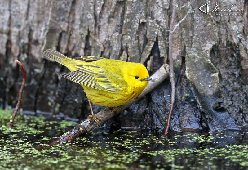 American Yellow Warbler male adult breeding