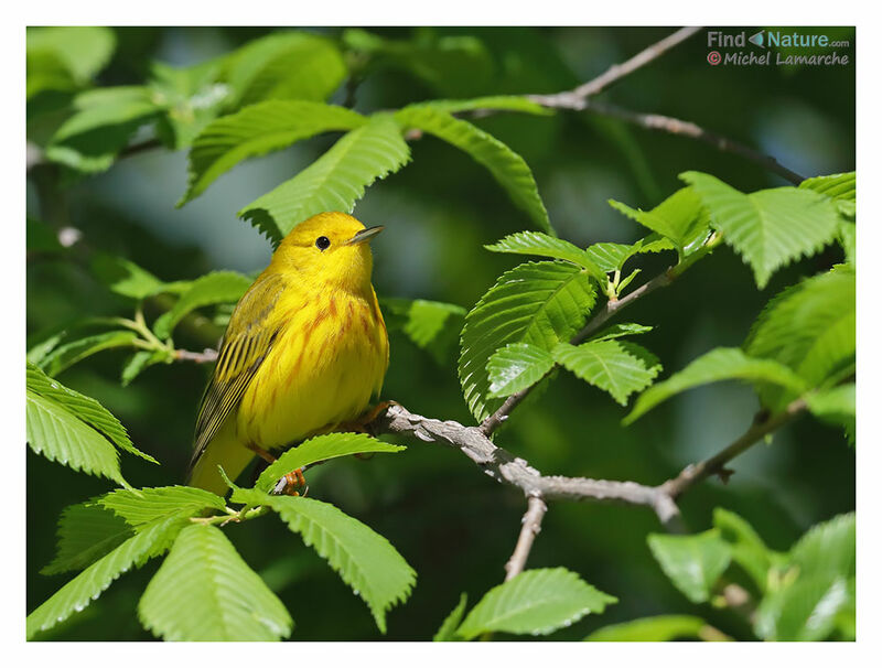 American Yellow Warbler male adult breeding