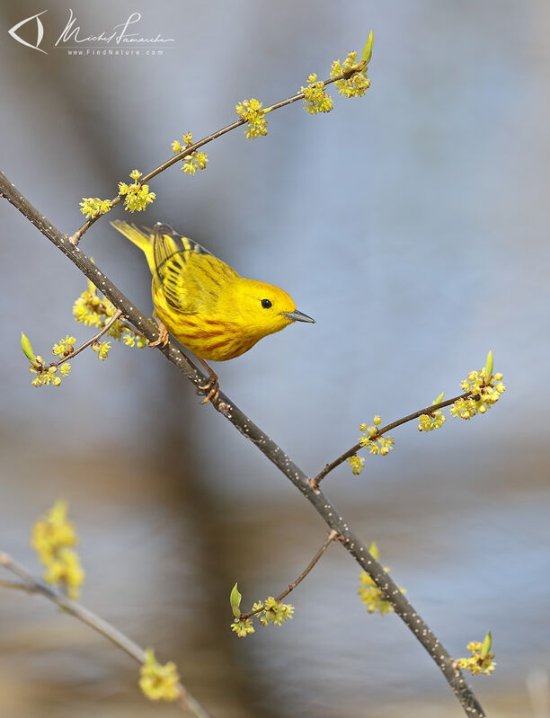 American Yellow Warbler male adult breeding