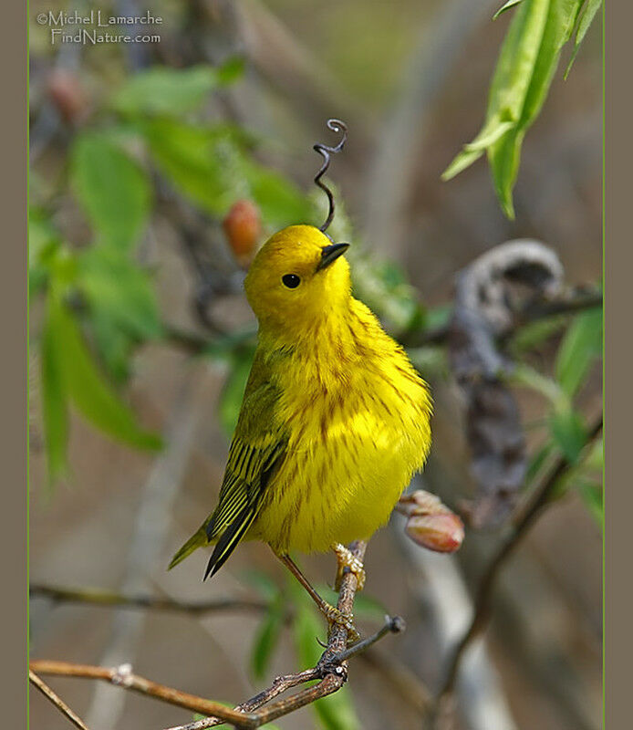 American Yellow Warbler male adult