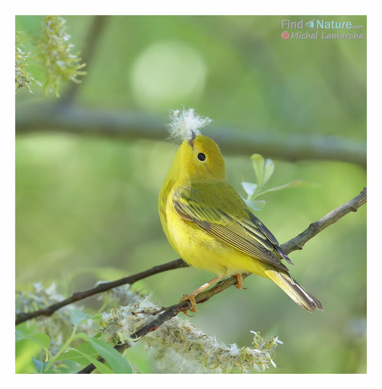 American Yellow Warbler female adult