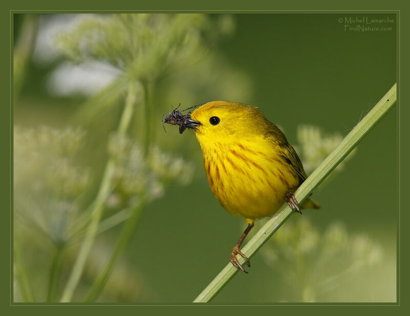 American Yellow Warbler male adult breeding, close-up portrait, feeding habits