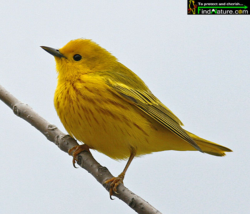 American Yellow Warbler male adult breeding, identification