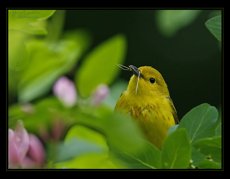 Paruline jaune