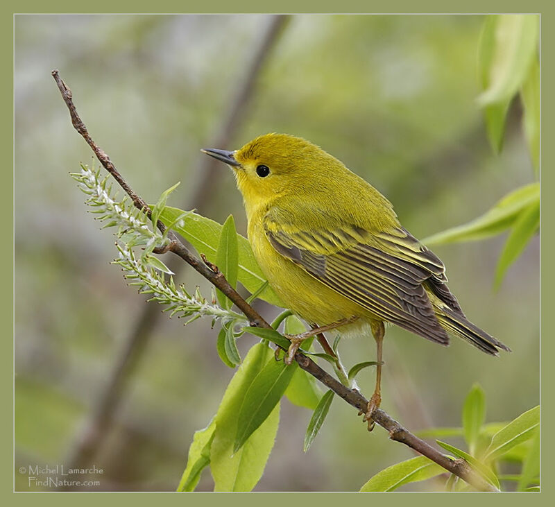 Paruline jaune femelle adulte, identification