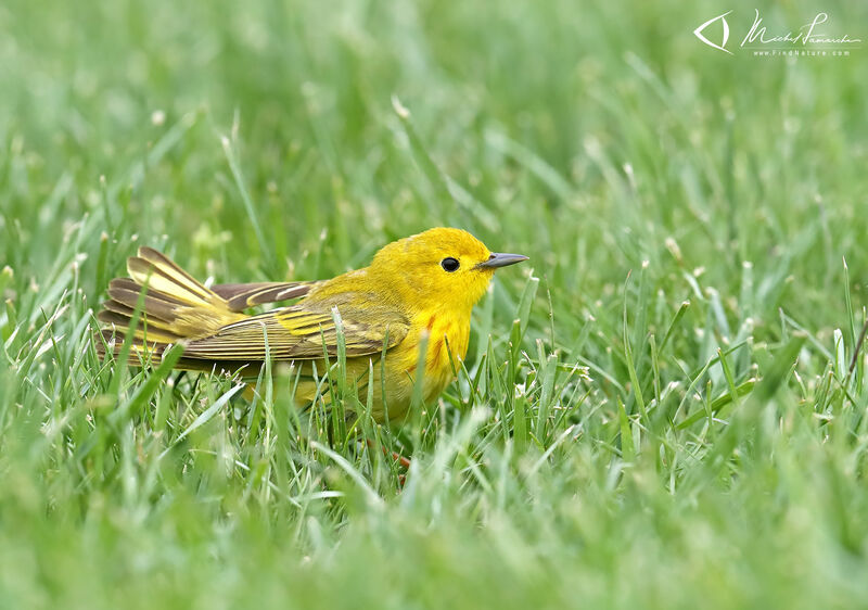 American Yellow Warbler male adult breeding