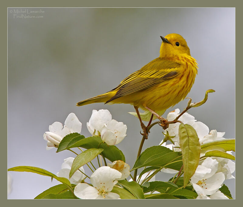 American Yellow Warbler male adult breeding