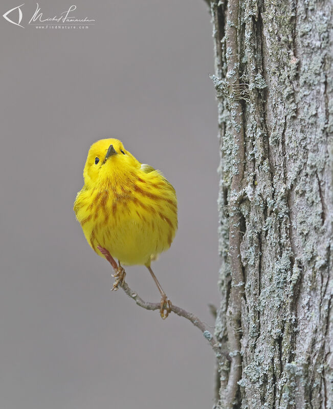 American Yellow Warbler male adult breeding