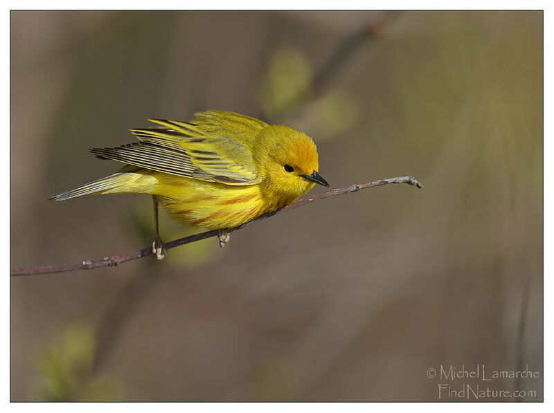 American Yellow Warbler