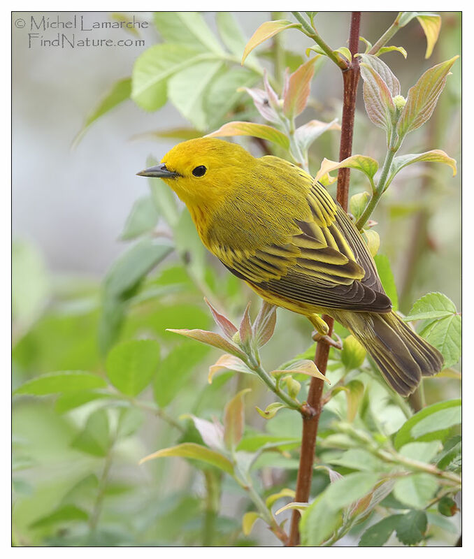 American Yellow Warbler male adult breeding