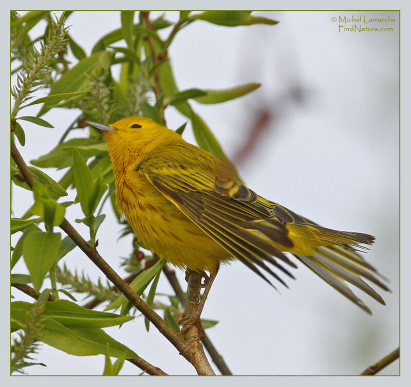 American Yellow Warbler male adult