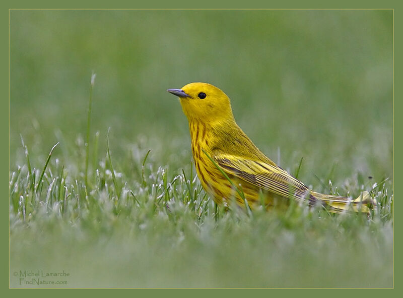 Paruline jaune mâle adulte