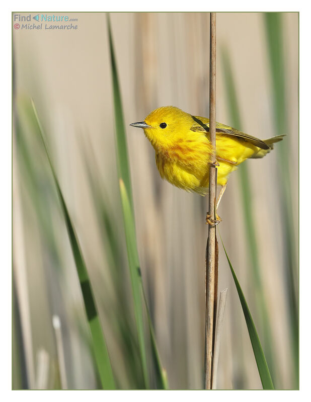 American Yellow Warbler male adult breeding