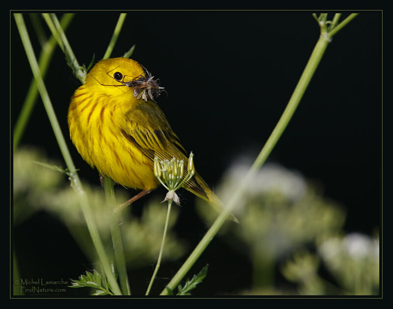 American Yellow Warbler male adult breeding, identification