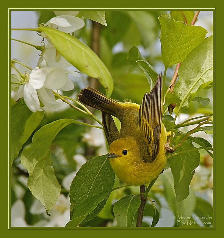 Paruline jaune femelle