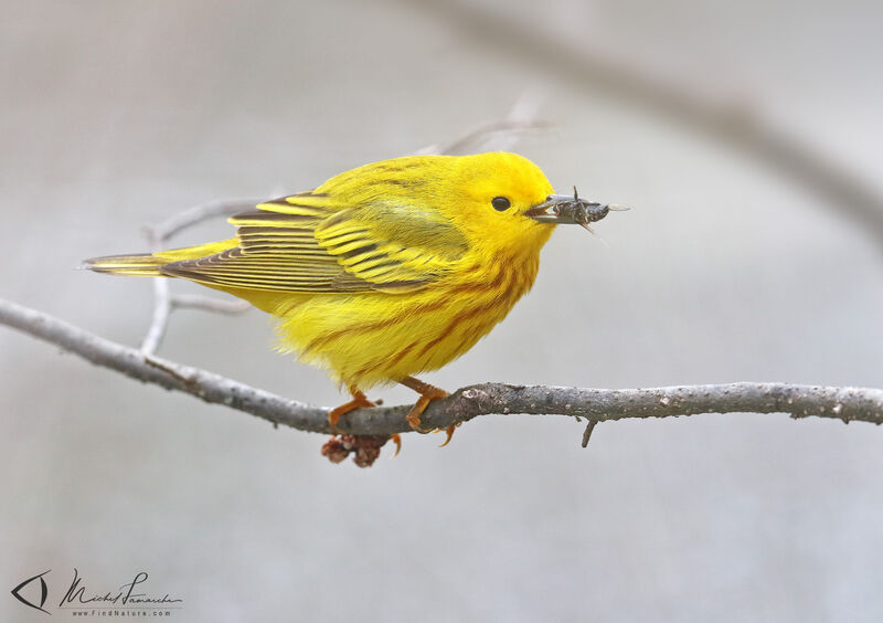 American Yellow Warbler male adult breeding, feeding habits, eats