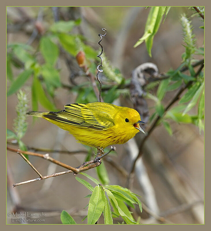 American Yellow Warbler male adult, identification