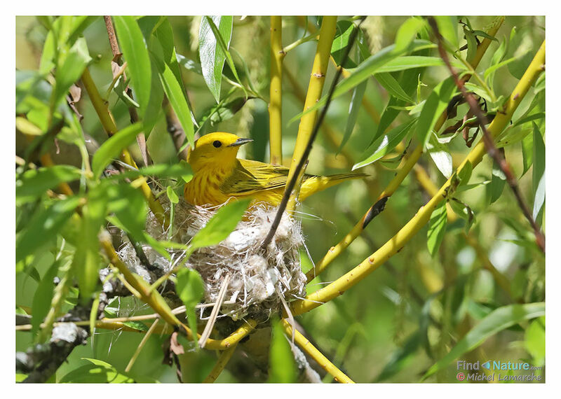 American Yellow Warbler male adult breeding, Reproduction-nesting