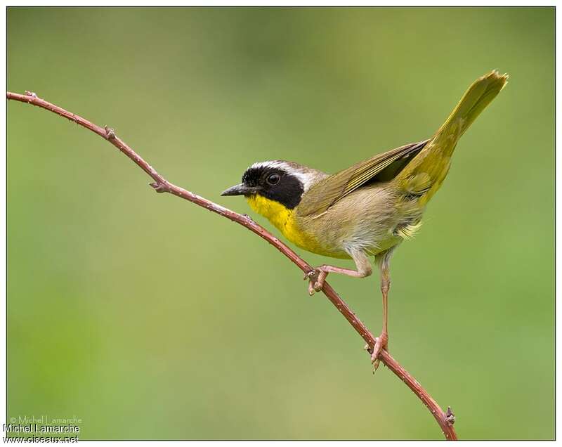 Common Yellowthroat male adult breeding, pigmentation