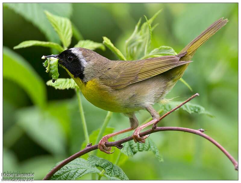 Common Yellowthroat male adult breeding, feeding habits