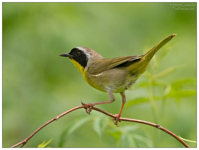 Common Yellowthroat male