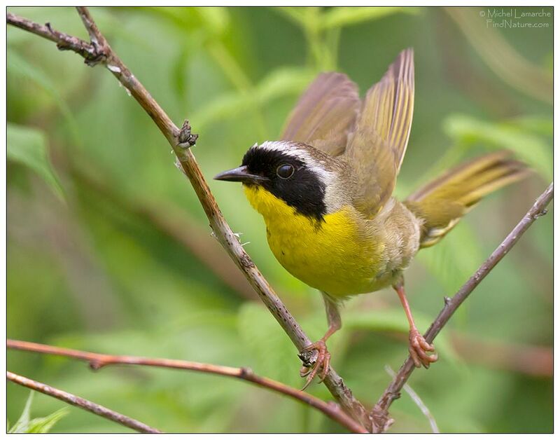 Common Yellowthroat