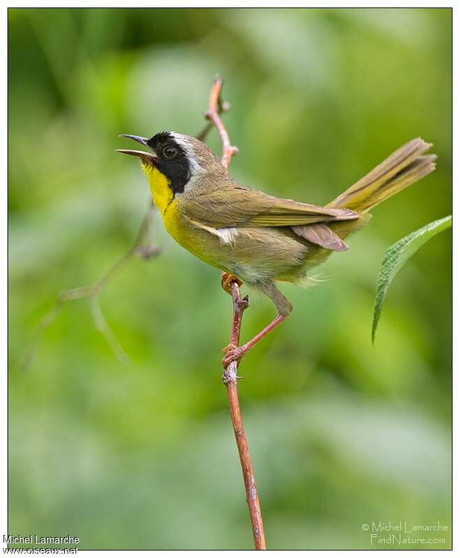 Paruline masquée mâle adulte nuptial, chant