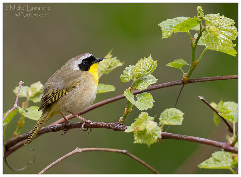 Common Yellowthroat male adult breeding