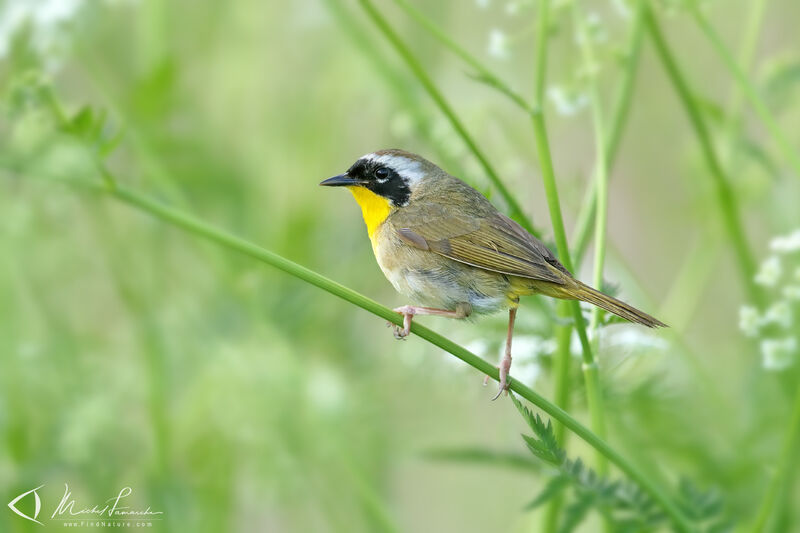 Common Yellowthroat male adult breeding