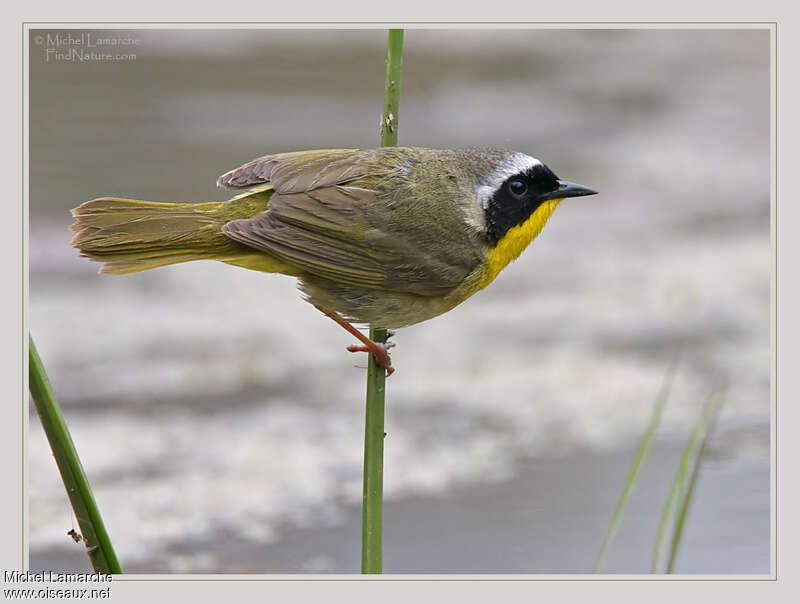 Common Yellowthroat male adult, pigmentation