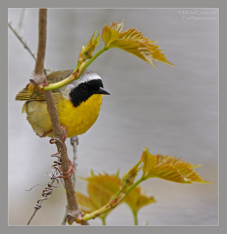 Common Yellowthroat male