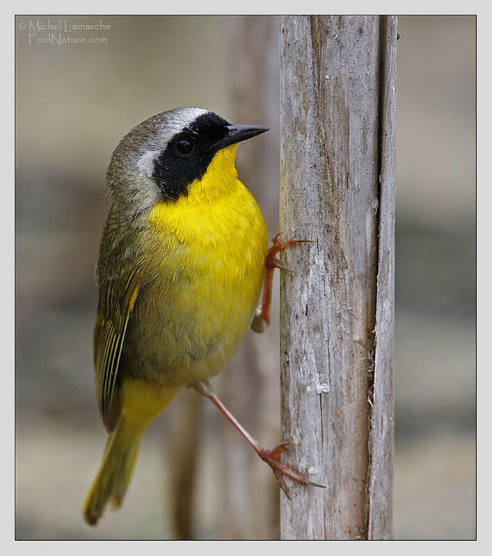 Common Yellowthroat