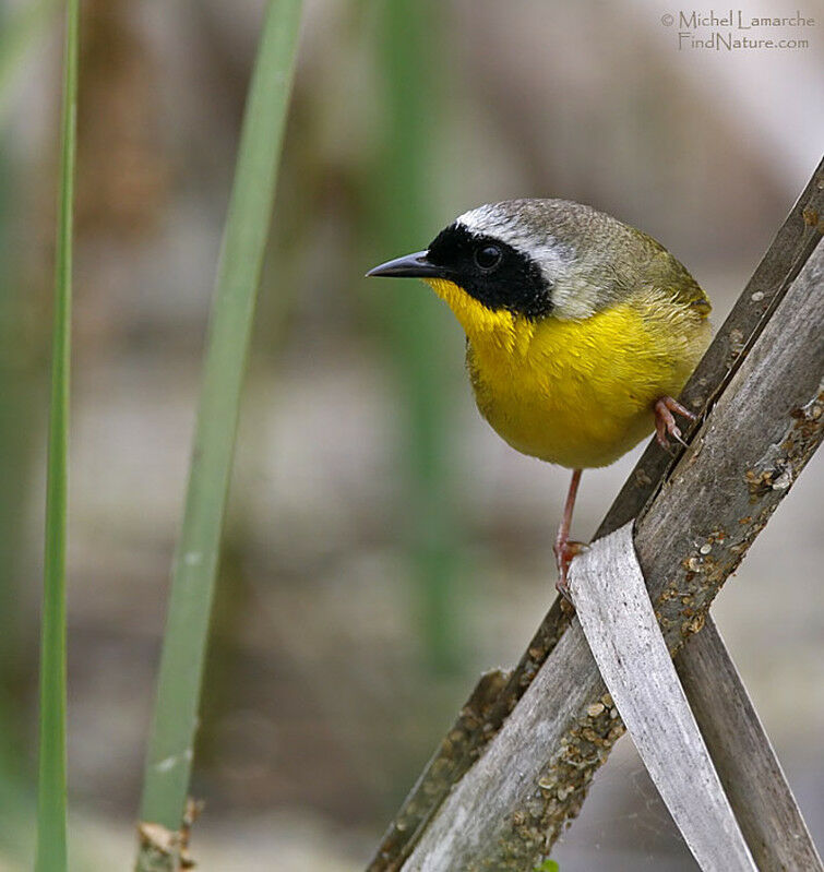 Common Yellowthroat male