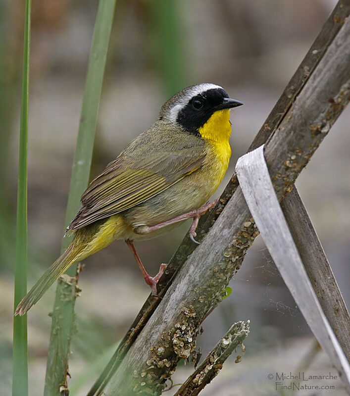 Paruline masquée mâle