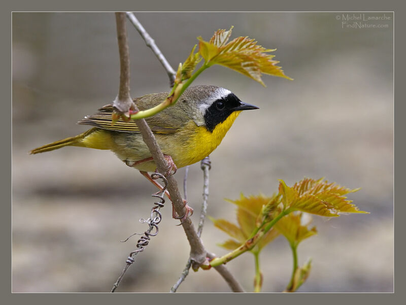 Common Yellowthroat male adult breeding