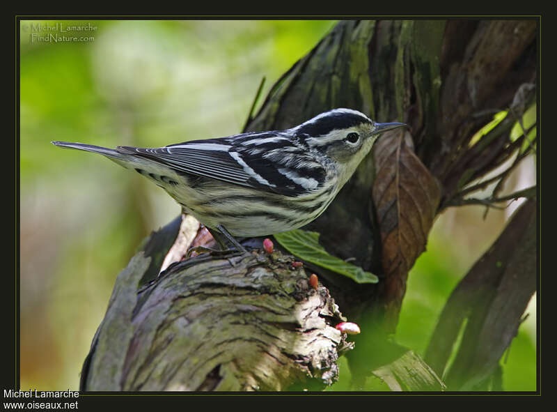 Paruline noir et blanc femelle adulte nuptial, identification