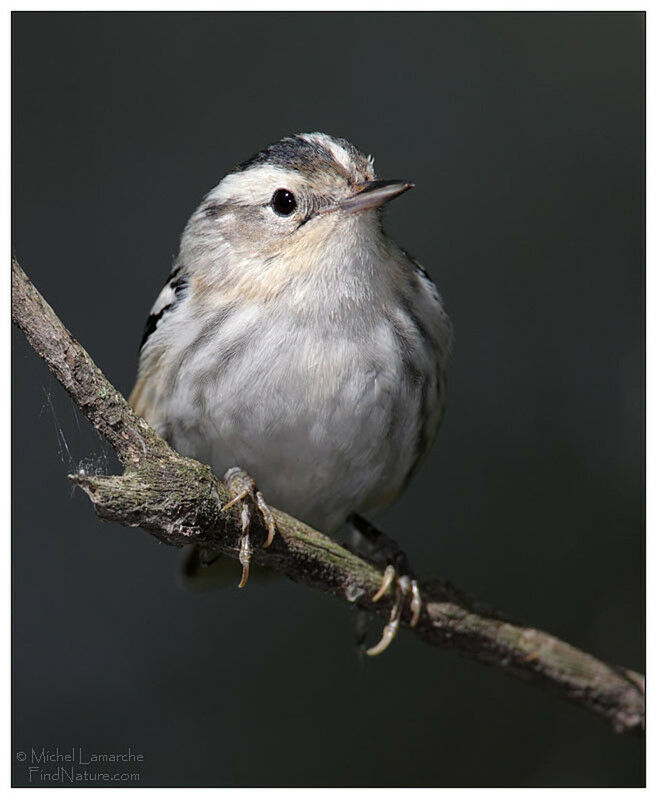 Black-and-white Warbler male adult